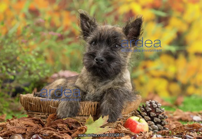 : 80201932 Dog - Cairn Terrier puppy Jean-Michel Labat : 80201932 Dog - Cairn Terrier puppy Jean-Michel Labat