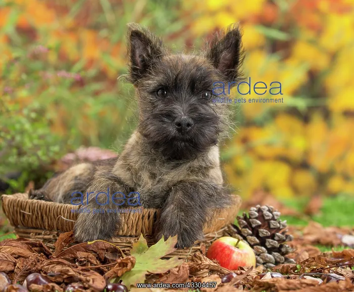 : 80201933 Dog - Cairn Terrier puppy Jean-Michel Labat : 80201933 Dog - Cairn Terrier puppy Jean-Michel Labat