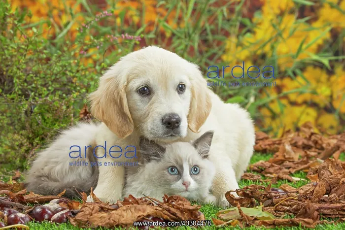 : 80201935 Dog and Cat - Golden Retriever with Ragdoll : 80201935 Dog and Cat - Golden Retriever with Ragdoll