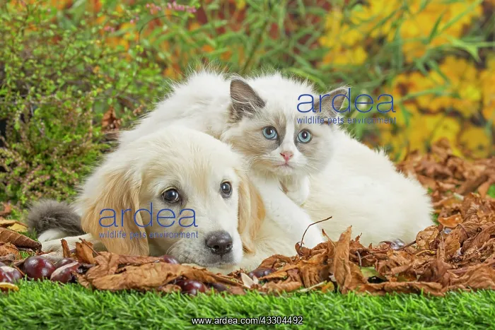 : 80201936 Dog and Cat - Golden Retriever with Ragdoll : 80201936 Dog and Cat - Golden Retriever with Ragdoll