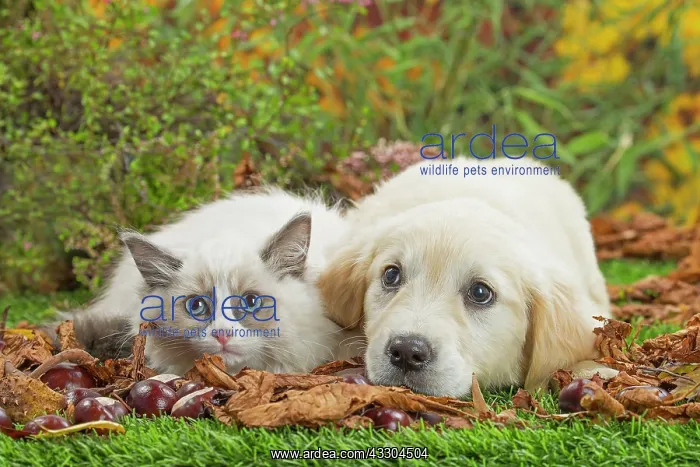 : 80201937 Dog and Cat - Golden Retriever with Ragdoll : 80201937 Dog and Cat - Golden Retriever with Ragdoll