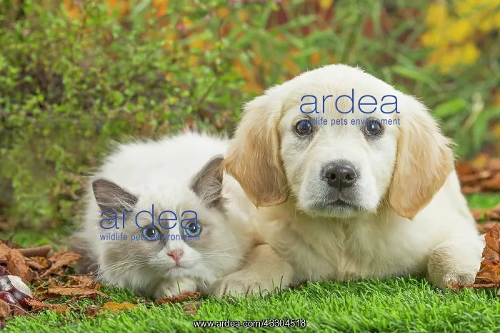 : 80201938 Dog and Cat - Golden Retriever with Ragdoll : 80201938 Dog and Cat - Golden Retriever with Ragdoll