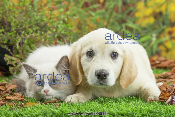 : 80201939 Dog and Cat - Golden Retriever with Ragdoll : 80201939 Dog and Cat - Golden Retriever with Ragdoll
