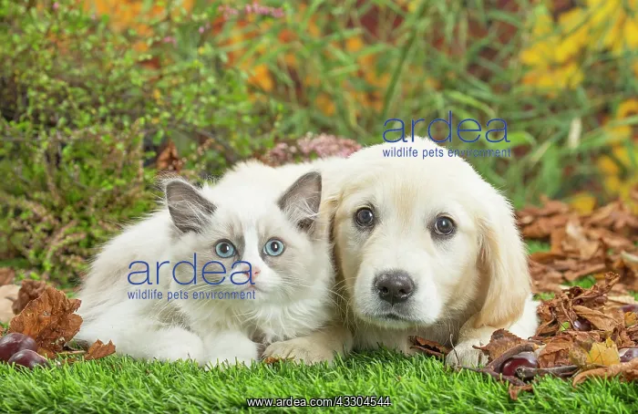 : 80201940 Dog and Cat - Golden Retriever with Ragdoll : 80201940 Dog and Cat - Golden Retriever with Ragdoll