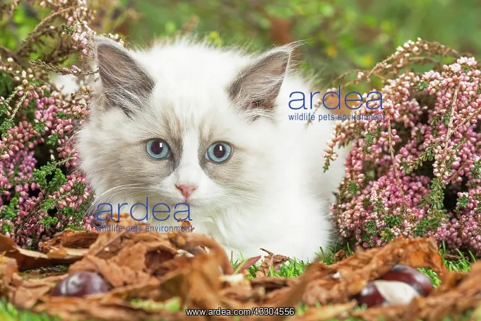  : 80201941 Cat - Ragdoll kitten Jean-Michel Labat