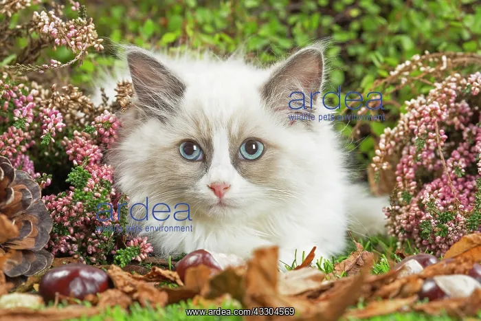 : 80201942 Cat - Ragdoll kitten Jean-Michel Labat : 80201942 Cat - Ragdoll kitten Jean-Michel Labat