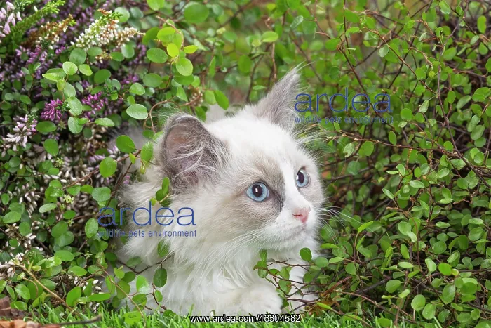 : 80201943 Cat - Ragdoll kitten Jean-Michel Labat : 80201943 Cat - Ragdoll kitten Jean-Michel Labat