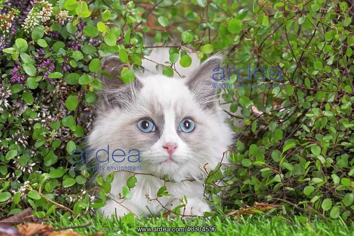 : 80201944 Cat - Ragdoll kitten Jean-Michel Labat : 80201944 Cat - Ragdoll kitten Jean-Michel Labat