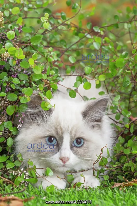 : 80201945 Cat - Ragdoll kitten Jean-Michel Labat : 80201945 Cat - Ragdoll kitten Jean-Michel Labat