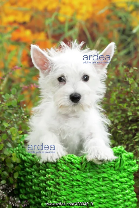 : 80201946 Dog - Westie / West Highland White Terrier : 80201946 Dog - Westie / West Highland White Terrier