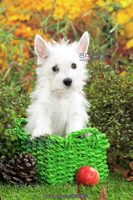 : 80201947 Dog - Westie / West Highland White Terrier : 80201947 Dog - Westie / West Highland White Terrier