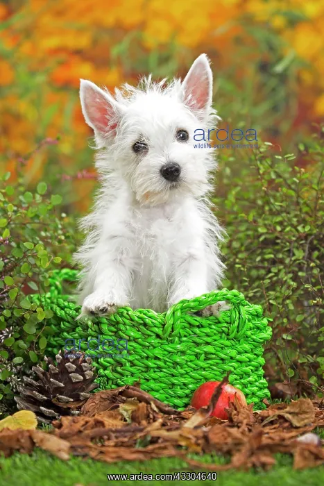 : 80201948 Dog - Westie / West Highland White Terrier : 80201948 Dog - Westie / West Highland White Terrier