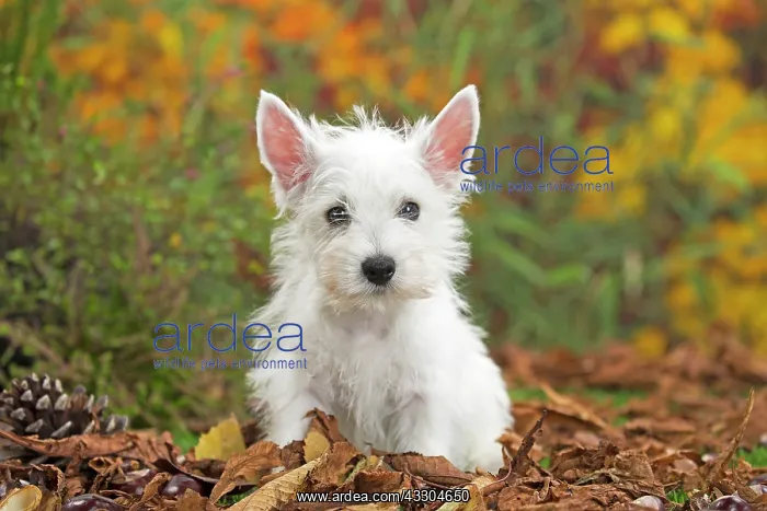 : 80201949 Dog - Westie / West Highland White Terrier : 80201949 Dog - Westie / West Highland White Terrier