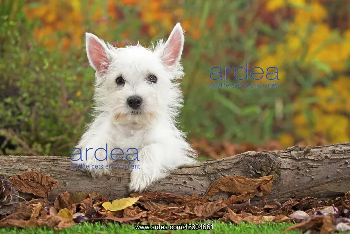 : 80201950 Dog - Westie / West Highland White Terrier : 80201950 Dog - Westie / West Highland White Terrier