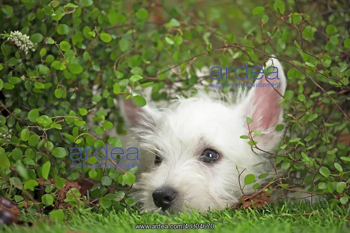: 80201951 Dog - Westie / West Highland White Terrier : 80201951 Dog - Westie / West Highland White Terrier