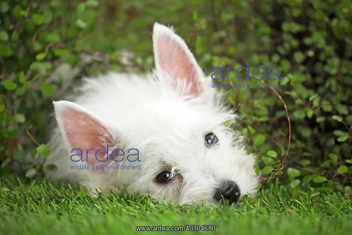 : 80201952 Dog - Westie / West Highland White Terrier : 80201952 Dog - Westie / West Highland White Terrier