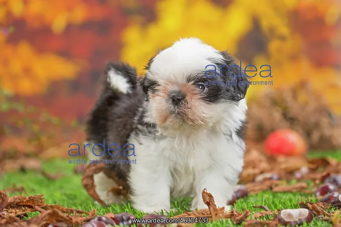  : 80201957 Dog - Shih Tzu puppy Jean-Michel Labat