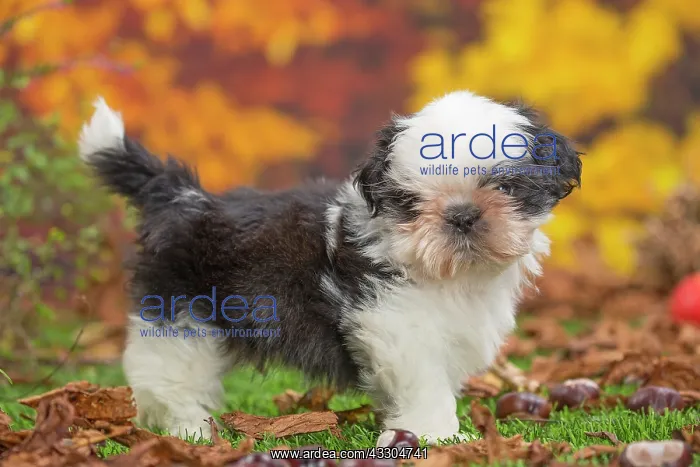 : 80201958 Dog - Shih Tzu puppy Jean-Michel Labat : 80201958 Dog - Shih Tzu puppy Jean-Michel Labat