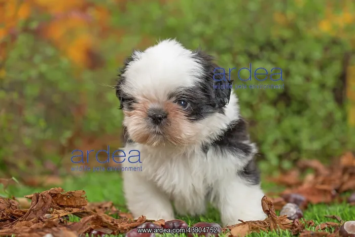 : 80201959 Dog - Shih Tzu puppy Jean-Michel Labat : 80201959 Dog - Shih Tzu puppy Jean-Michel Labat