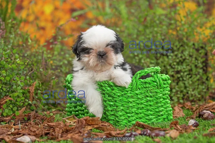 : 80201960 Dog - Shih Tzu puppy Jean-Michel Labat : 80201960 Dog - Shih Tzu puppy Jean-Michel Labat