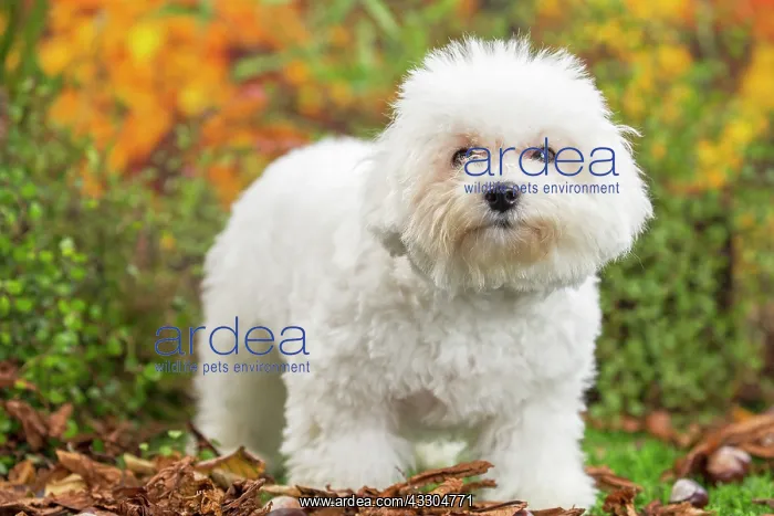 : 80201961 Dog - Bichon Frise puppy Jean-Michel Labat : 80201961 Dog - Bichon Frise puppy Jean-Michel Labat