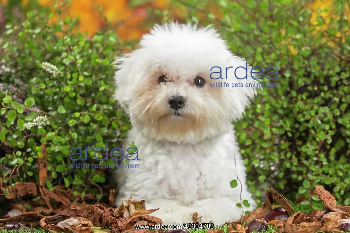 : 80201962 Dog - Bichon Frise puppy Jean-Michel Labat : 80201962 Dog - Bichon Frise puppy Jean-Michel Labat