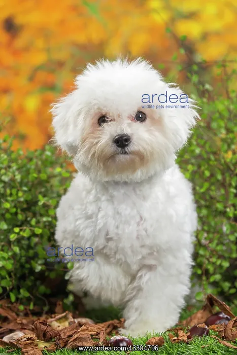 : 80201963 Dog - Bichon Frise puppy Jean-Michel Labat : 80201963 Dog - Bichon Frise puppy Jean-Michel Labat