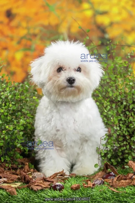 : 80201964 Dog - Bichon Frise puppy Jean-Michel Labat : 80201964 Dog - Bichon Frise puppy Jean-Michel Labat