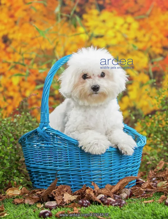 : 80201965 Dog - Bichon Frise puppy Jean-Michel Labat