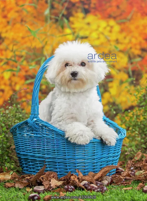  : 80201966 Dog - Bichon Frise puppy Jean-Michel Labat