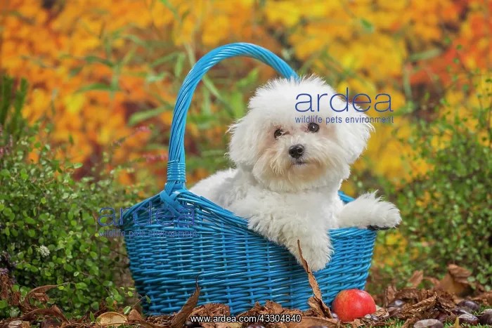 : 80201967 Dog - Bichon Frise puppy Jean-Michel Labat : 80201967 Dog - Bichon Frise puppy Jean-Michel Labat