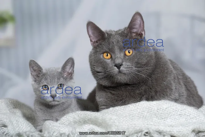 : 80201996 Cat - Chartreux Jean-Michel Labat All : 80201996 Cat - Chartreux Jean-Michel Labat All
