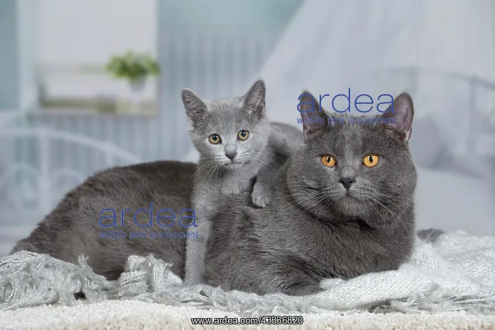 : 80201997 Cat - Chartreux Jean-Michel Labat All : 80201997 Cat - Chartreux Jean-Michel Labat All