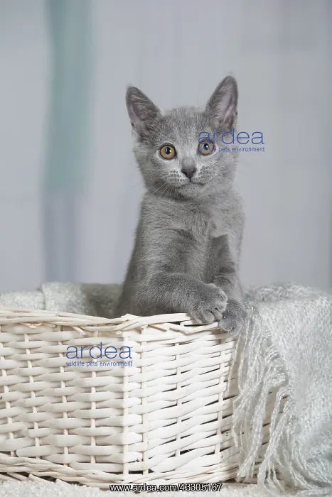 : 80202002 Cat - Chartreux Jean-Michel Labat All : 80202002 Cat - Chartreux Jean-Michel Labat All