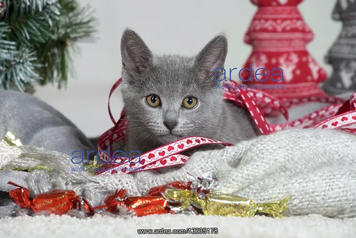 : 80202003 Cat - Chartreux Jean-Michel Labat All : 80202003 Cat - Chartreux Jean-Michel Labat All