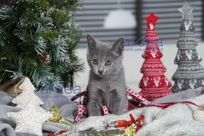 : 80202004 Cat - Chartreux Jean-Michel Labat All : 80202004 Cat - Chartreux Jean-Michel Labat All