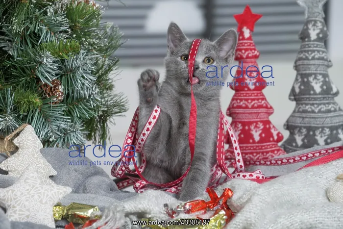 : 80202005 Cat - Chartreux Jean-Michel Labat All : 80202005 Cat - Chartreux Jean-Michel Labat All
