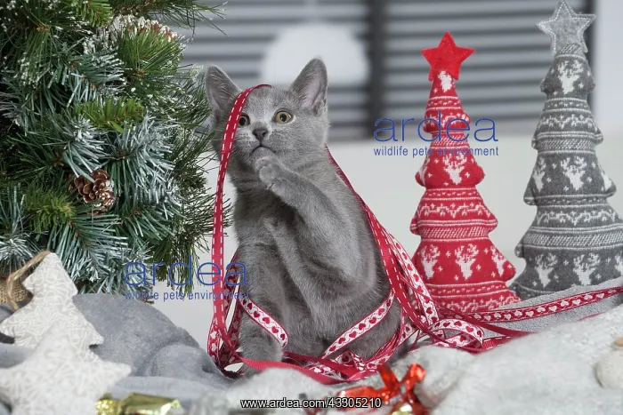 : 80202006 Cat - Chartreux Jean-Michel Labat All : 80202006 Cat - Chartreux Jean-Michel Labat All