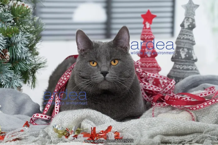 : 80202007 Cat - Chartreux Jean-Michel Labat All : 80202007 Cat - Chartreux Jean-Michel Labat All