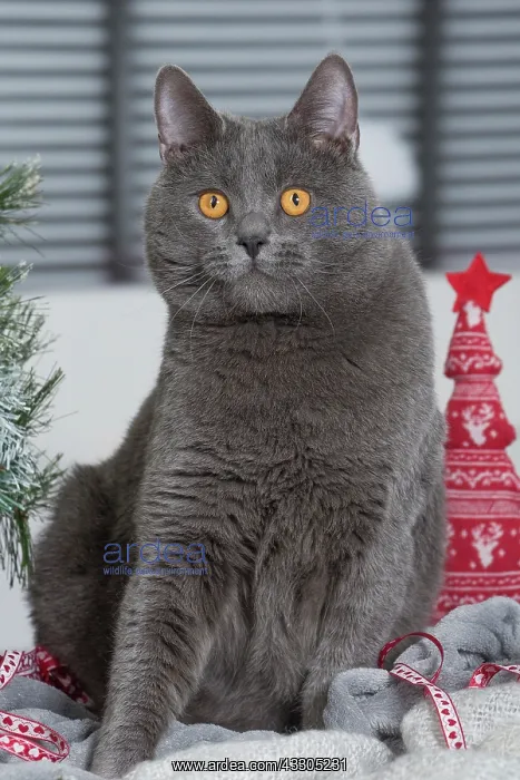 : 80202008 Cat - Chartreux Jean-Michel Labat All : 80202008 Cat - Chartreux Jean-Michel Labat All