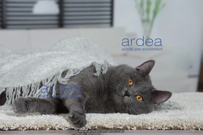 : 80202009 Cat - Chartreux Jean-Michel Labat All : 80202009 Cat - Chartreux Jean-Michel Labat All