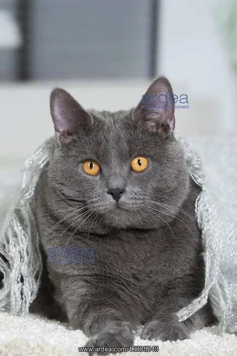 : 80202010 Cat - Chartreux Jean-Michel Labat All : 80202010 Cat - Chartreux Jean-Michel Labat All