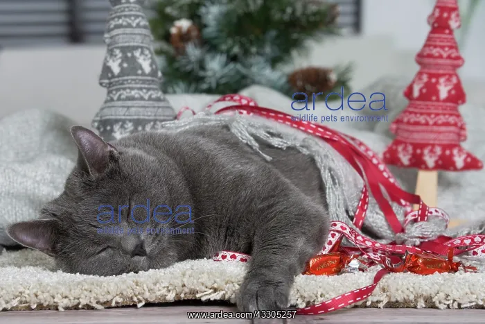 : 80202011 Cat - Chartreux Jean-Michel Labat All : 80202011 Cat - Chartreux Jean-Michel Labat All