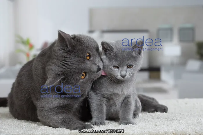 : 80202012 Cat - Chartreux Jean-Michel Labat All : 80202012 Cat - Chartreux Jean-Michel Labat All