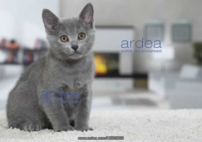 : 80202013 Cat - Chartreux Jean-Michel Labat All : 80202013 Cat - Chartreux Jean-Michel Labat All