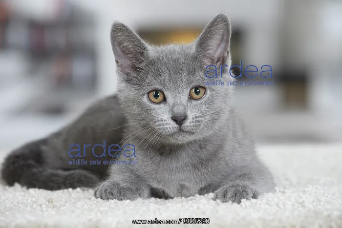 : 80202014 Cat - Chartreux Jean-Michel Labat All : 80202014 Cat - Chartreux Jean-Michel Labat All