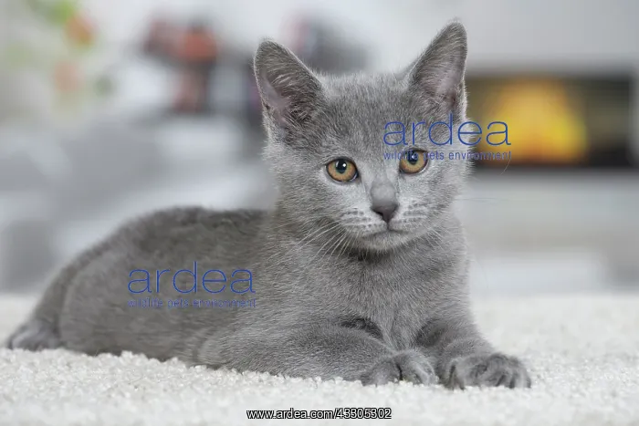 : 80202015 Cat - Chartreux Jean-Michel Labat All : 80202015 Cat - Chartreux Jean-Michel Labat All