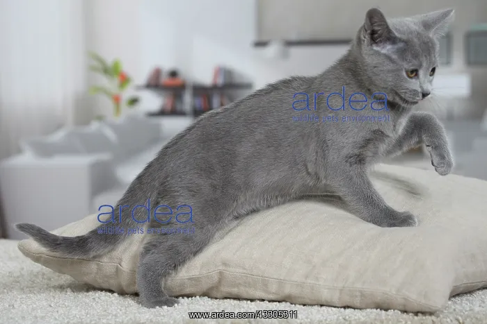 : 80202016 Cat - Chartreux Jean-Michel Labat All : 80202016 Cat - Chartreux Jean-Michel Labat All