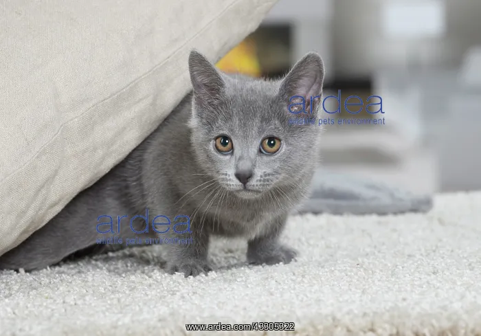 : 80202017 Cat - Chartreux Jean-Michel Labat All : 80202017 Cat - Chartreux Jean-Michel Labat All
