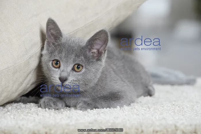 : 80202018 Cat - Chartreux Jean-Michel Labat All : 80202018 Cat - Chartreux Jean-Michel Labat All